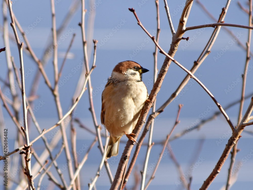 Grey sparrows on bare branches in autumn Grey sparrows on bare branches in autumn