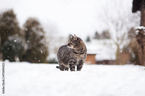 Portrait of a gray-brown European Shorthair cat sitting in the snow with an attentive and curious expression. Winter mood outdoors. 