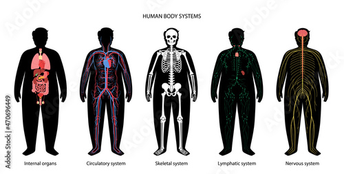 Human body systems
