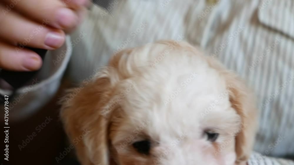 Pet grooming - woman comb hairs of cute puppy dog Pet grooming - woman comb hairs of cute puppy dog