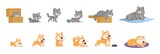 Animal growth. Small kitten, pets growing stages. Elderly and young pet, isolated adorable cat and dog cartoon characters. Cute puppy develop, decent vector set
