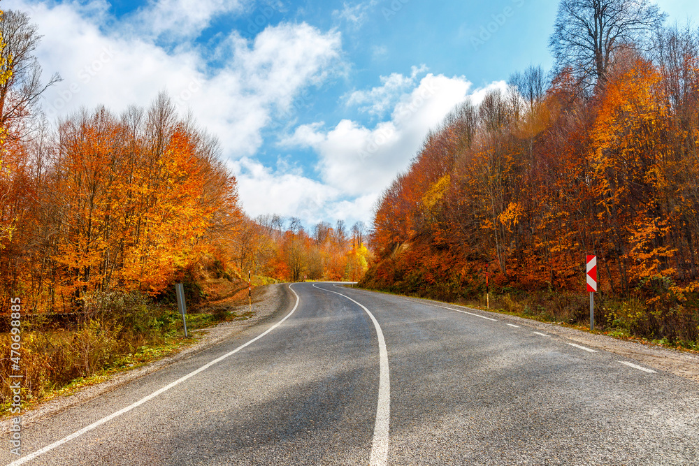 road in autumn forest