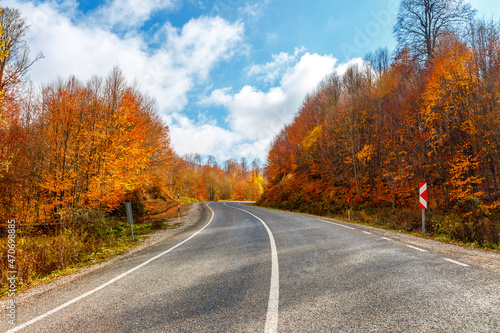 road in autumn forest