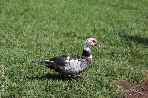 duck in grass - swimming duck - duck and chick