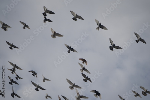 flock of birds © MehmetAli