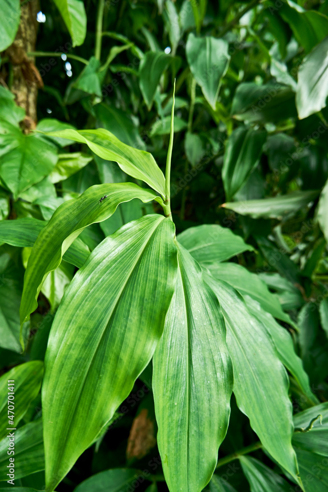 Obraz premium close-up beautiful Philodendron Tripartitum Plant