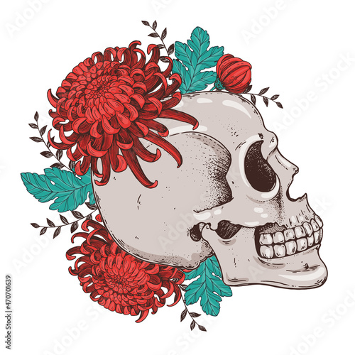 Human Skull and flowers hand drawn illustration. Vector illustration. Tattoo vintage print. Skull and chrysanthemum. T-shirt design.