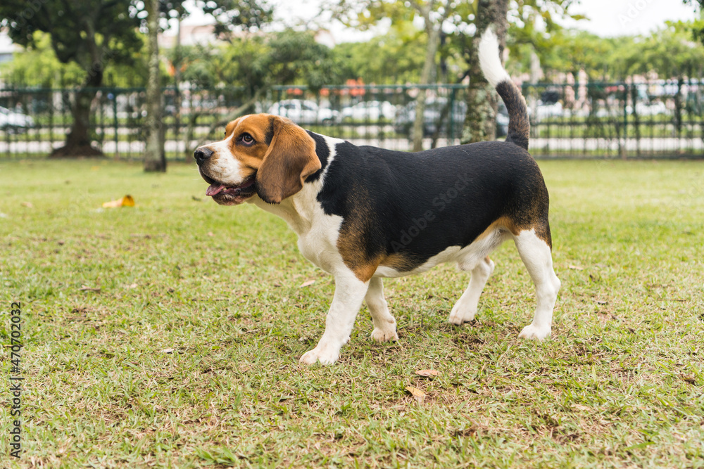 Beagle dog playing and having fun in the park. Selective focus