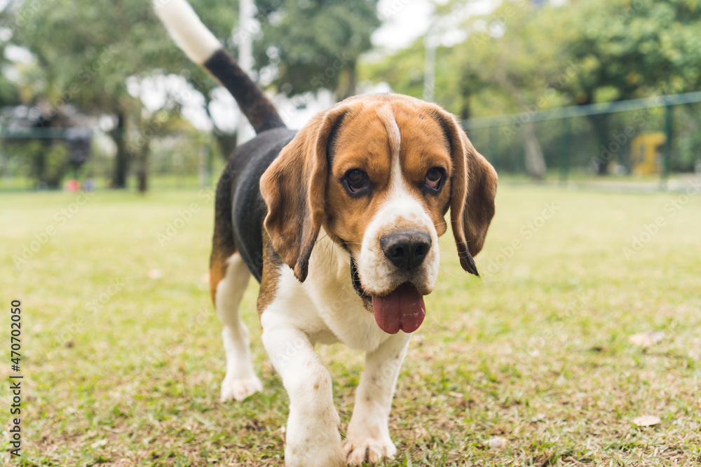Beagle dog playing and having fun in the park. Selective focus
