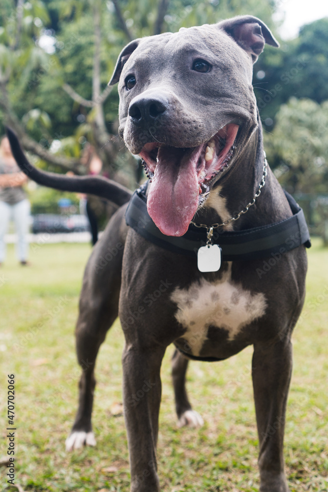 Pit bull dog playing and having fun in the park. Selective focus