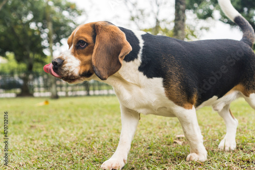 Beagle dog playing and having fun in the park. Selective focus