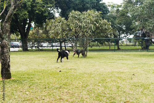 Dogs playing and having fun in the park. Selective focus © Diego
