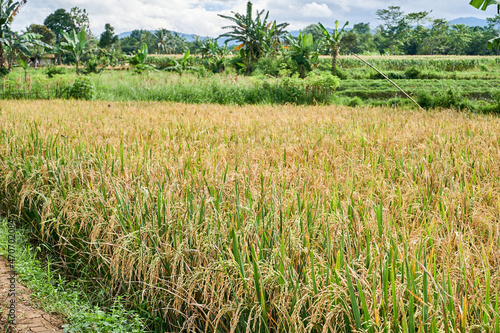 Rice fields ready to harvest