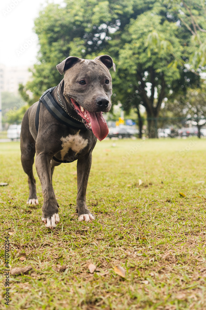 Pit bull dog playing and having fun in the park. Selective focus Pit bull dog playing and having fun in the park. Selective focus
