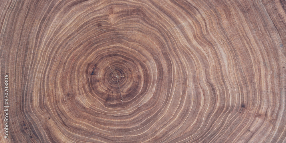 Cross section of ash tree trunk with growth rings Cross section of ash tree trunk with growth rings