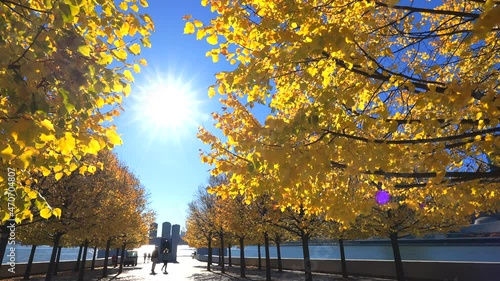 Autumn sunlight illuminates the rows of autumnal leaf color trees in Franklin D. Roosevelt Four Freedoms Park at Roosevelt Island on the East River on November 10, 2021 in New City.  photo