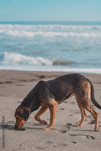 Perro explorando playa de arena negra en un atardecer. 