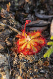 Drosera aliciae, seen in natural habitat, close to Riversadale in the Western Cape of South Africa