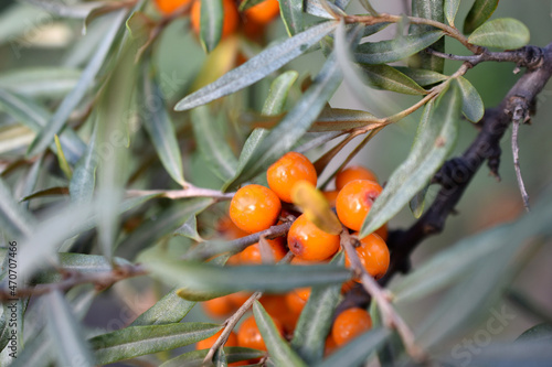 Yellow juicy fruits of sea buckthorn in the garden