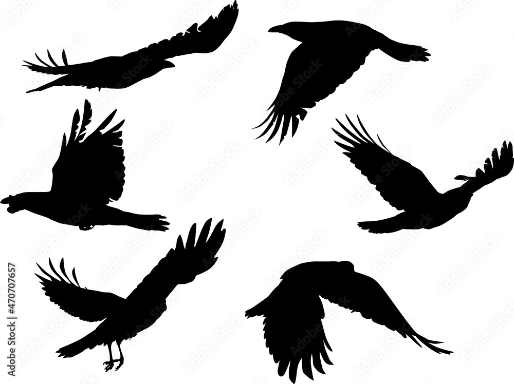 Obraz premium group of six crows flight black silhouettes