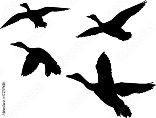 four silhouettes of ducks isolated on white background