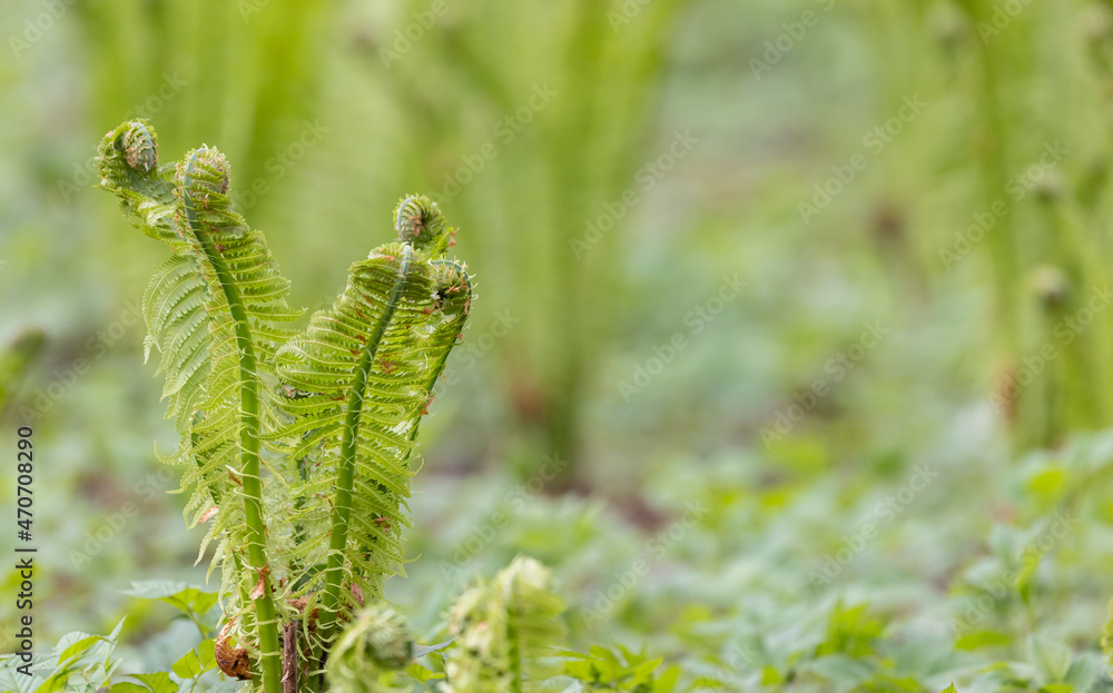 green spring fern bush in forest