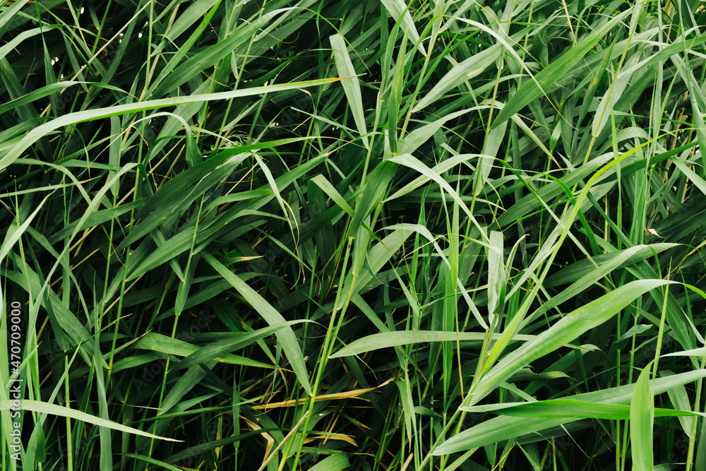 Green grass by the river background. Typha latifolia plant. Common Cattail texture. Lake plant pattern. Vibrant green water plant texture. Green grass by the river background. Typha latifolia plant. Common Cattail texture. Lake plant pattern. Vibrant green water plant texture.