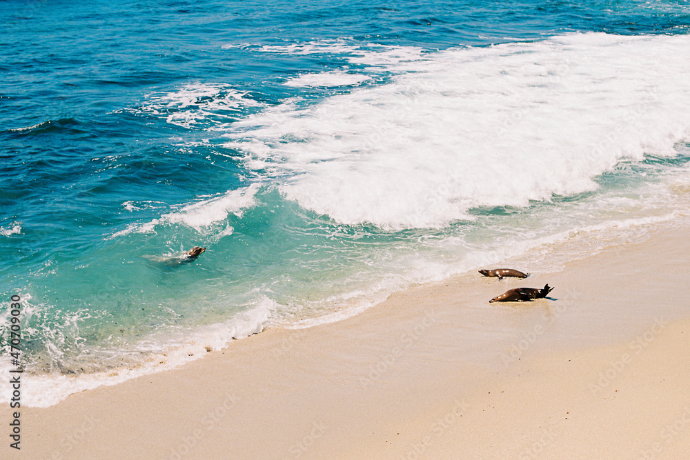Obraz premium Sea lions lying on the beach and swimming in the Pacific Ocean in La Jolla Cove, in San Diego, California. Coastal beach wildlife landscape of southern California.