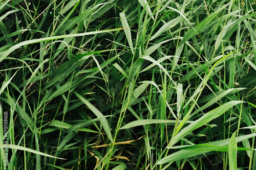 Green grass by the river background. Typha latifolia plant. Common Cattail texture. Lake plant pattern. Vibrant green water plant texture.