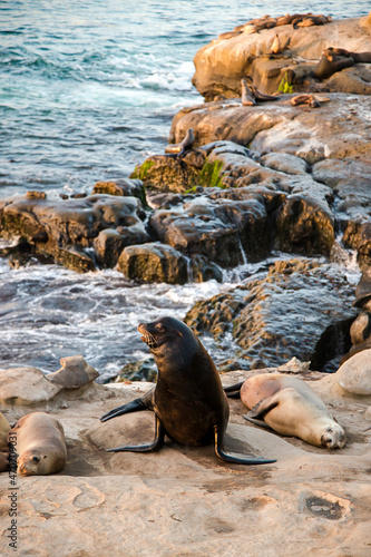 Coastal beach wildlife landscape of southern California. Sea lions lying on cliffs and looking out at the Pacific Ocean in La Jolla Cove, in San Diego, California.