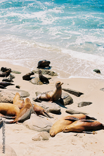 Sea lions lying on the beach and looking out at the Pacific Ocean in La Jolla Cove, in San Diego, California. Coastal beach wildlife landscape of southern California.