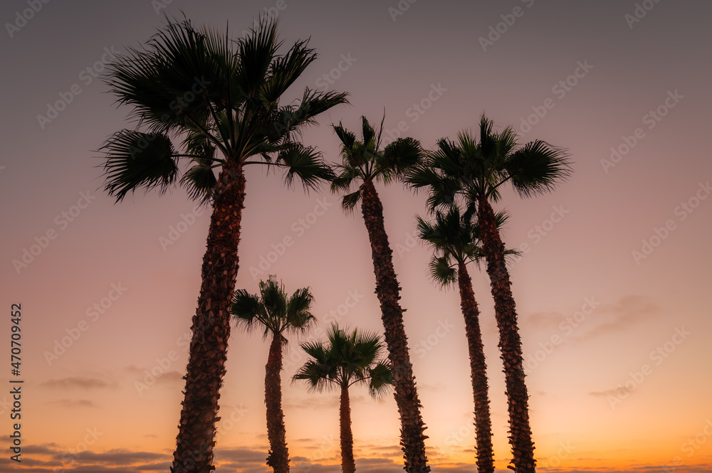 Tropical palm trees with beautiful orange sky at sunset. 