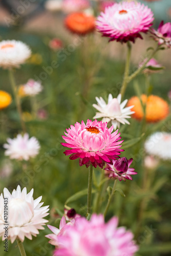 A pink gradient isolated gerber daisy in bloom with a blurred background of green grass and other colorful daisies. A planted flower garden of bright and vibrant daisies.