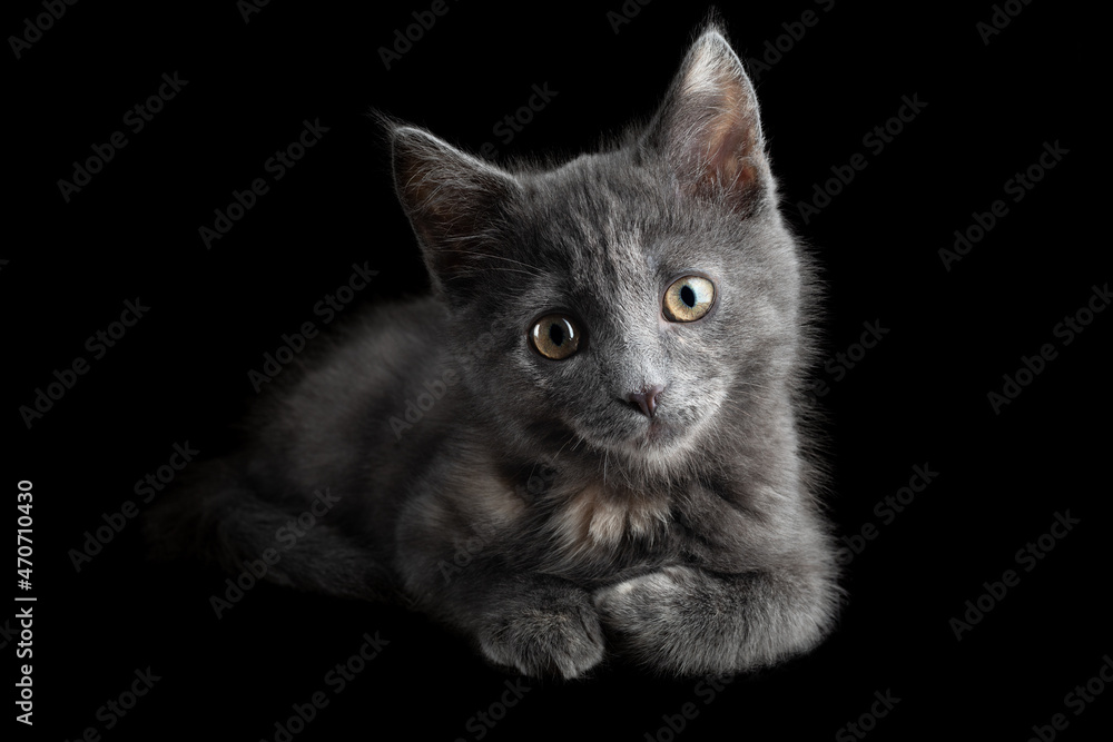 Φωτογραφία Kitten British breed of gray smoky color, lies on an isolated black background