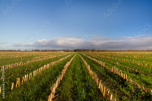 Undersowing maize with grass, field after harvest: long rows of stubbles towards the horizon with grass in between