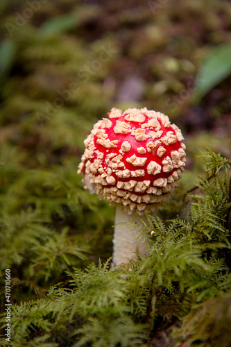 Red capped fly agaric mushroom with white spots growing through a green moss rainforest floor. Amanita muscaria fungi has hallucinogenic, poisonous and psychoactive toxins if eaten.