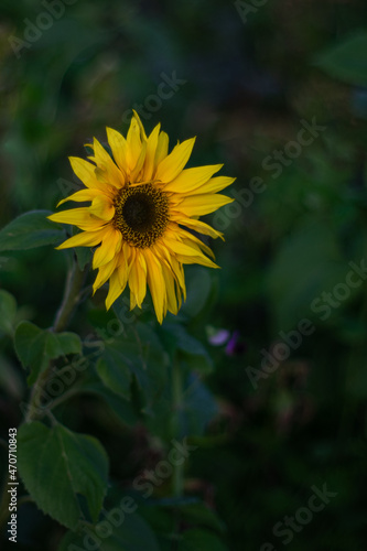 Single little sunflower in the green of the roadside.