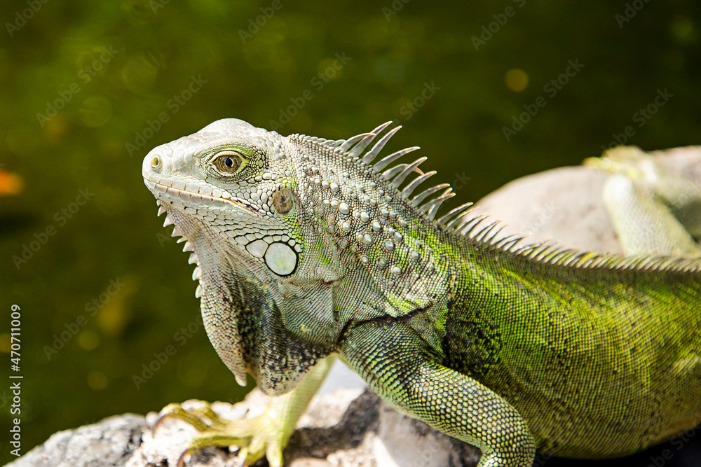 Obraz premium A green iguana sunbathes on a rock in San Juan Puerto Rico. These large reptiles are not native to the island and are an invasive species. Cold blooded lizard warming up in the sun.