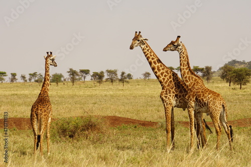 Drei Giraffen in der Serengeti