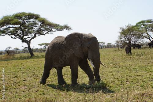Elefant vor einem Affenbrotbaum in der Serengeti