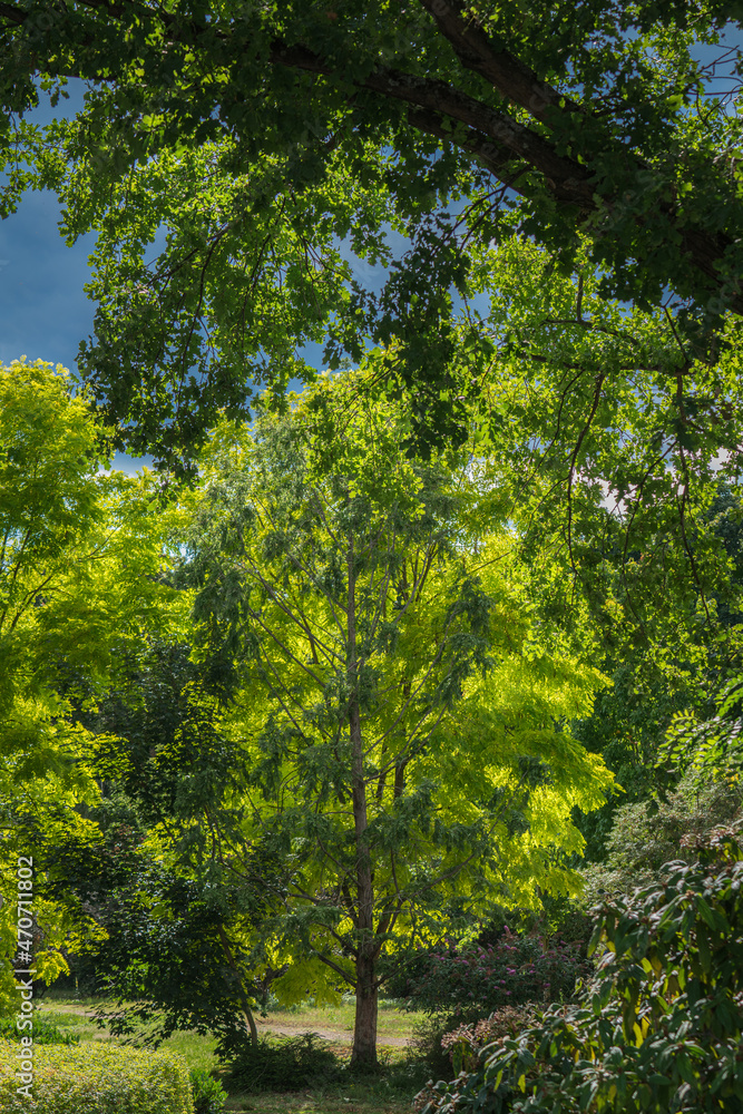 View through the park against the background of dark storm clouds. View through the park against the background of dark storm clouds.