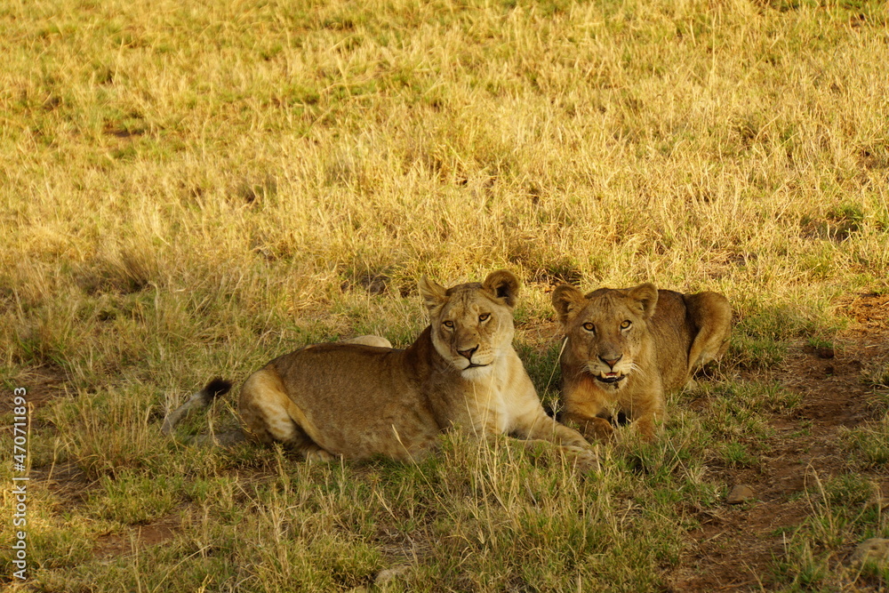 Zwei Löwinnen im Schatten der Serengeti Zwei Löwinnen im Schatten der Serengeti