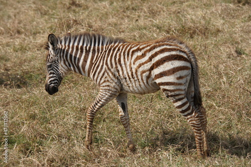 Baby Zebra läuft seiner Mutter hinterher