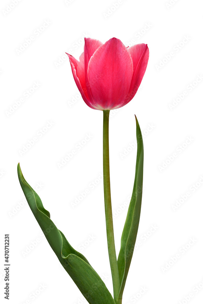 Pink tulip flower isolated on white background. Beautiful composition for advertising and packaging design in the garden business. Flat lay, top view Pink tulip flower isolated on white background. Beautiful composition for advertising and packaging design in the garden business. Flat lay, top view