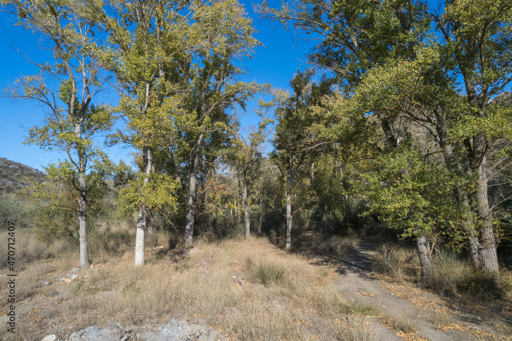 Poplar forest in the south of Andalusia