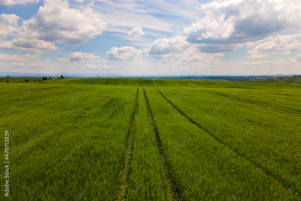 Fototapeta premium Aerial landscape view of green cultivated agricultural fields with growing crops on bright summer day.
