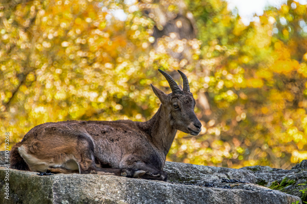 Goat laying against a yellow background Goat laying against a yellow background