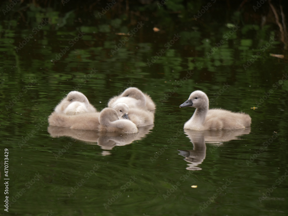 Cygnet baby swans play in the water
