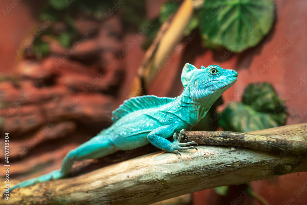 Fototapeta premium Blue Iguana closeup on branch. Close up. Sits on a tree trunk. Terrarium at the zoo. Selective focus