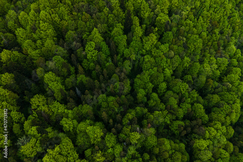 Aerial view of dark mixed pine and lush forest with green trees canopies